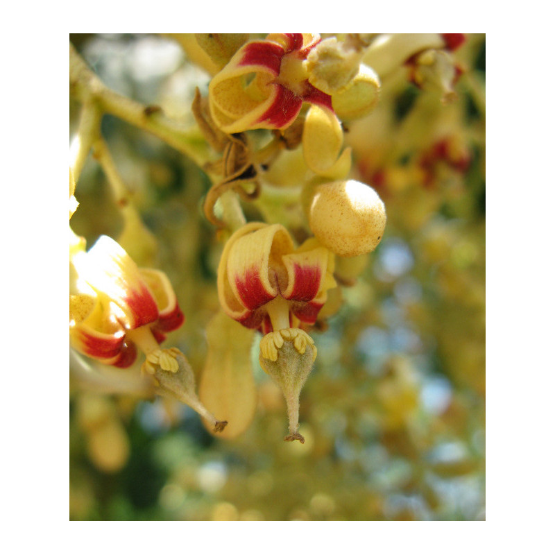 Firmiana simplex