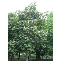 Firmiana simplex