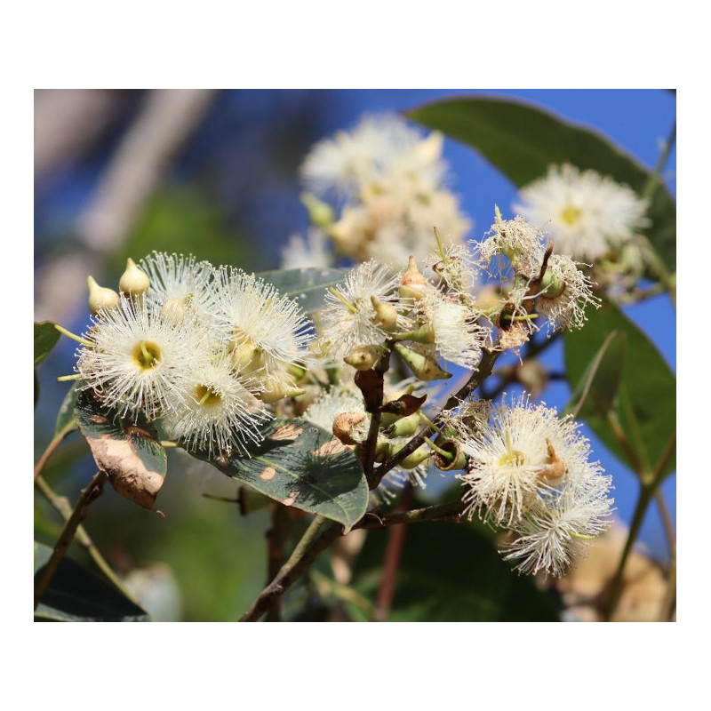 EUKALIPTUS BAGIENNY Eucalyptus robusta