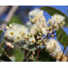EUKALIPTUS BAGIENNY Eucalyptus robusta