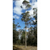 EUKALIPTUS BAGIENNY Eucalyptus robusta