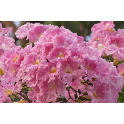 TABEBUIA ROSEA Tabebuia Rosea