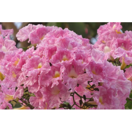 TABEBUIA ROSEA Tabebuia Rosea