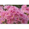 Tabebuia Rosea