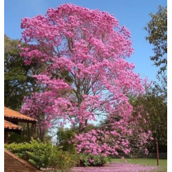 TABEBUIA ROSEA Tabebuia Rosea