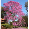 Tabebuia Rosea