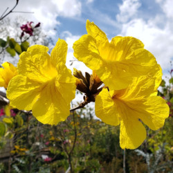 TABEBUIA ŻÓŁTA Yellow tabebuia