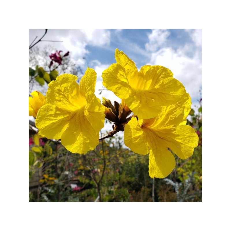Yellow Tabebuia