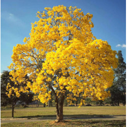 TABEBUIA ŻÓŁTA Yellow tabebuia