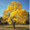 Yellow Tabebuia