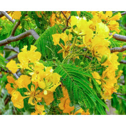 Yellow Delonix Regia