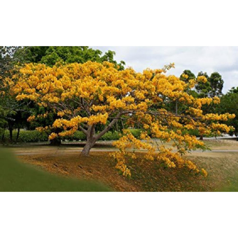 ŻÓŁTY PŁOMIEŃ AFRYKI  Yellow Delonix Regia