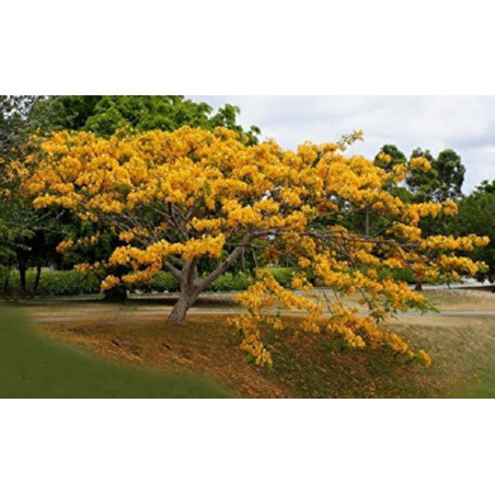 Yellow Delonix Regia