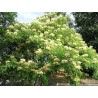 ALBICJA KALKORA Albizia kalkora