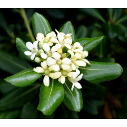 Pospornica japońska Pittosporum tobira