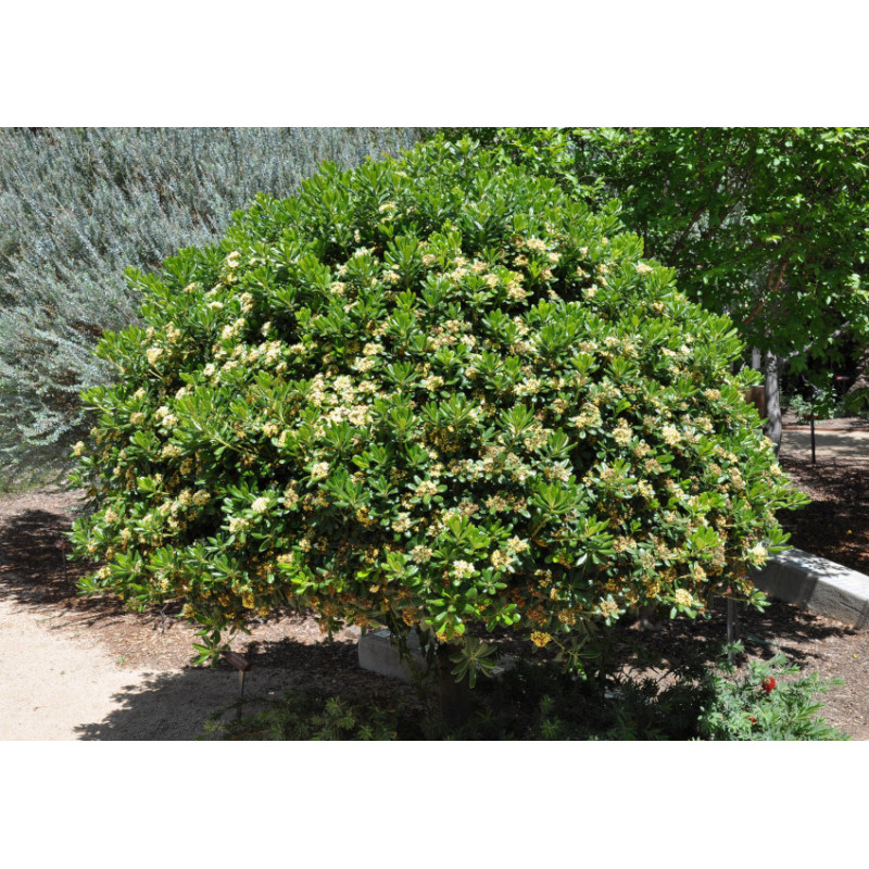 Pospornica japońska Pittosporum tobira