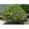 Pospornica japońska Pittosporum tobira