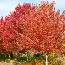 KLON TRÓJZĘBNY Acer buergerianum