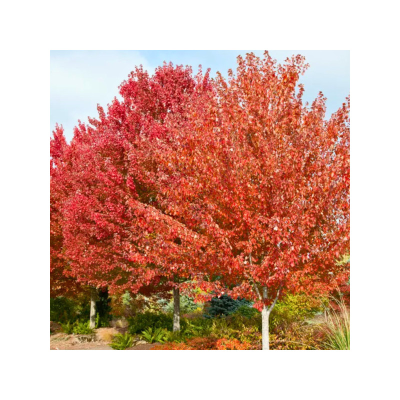 KLON TRÓJZĘBNY Acer buergerianum