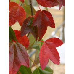 KLON TRÓJZĘBNY Acer buergerianum