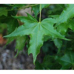 KLON ŚCIĘTOLISTNY Acer truncatum