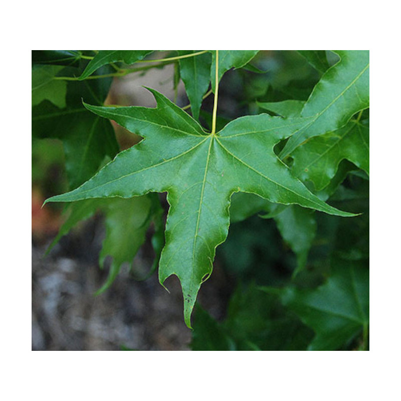 KLON ŚCIĘTOLISTNY Acer truncatum