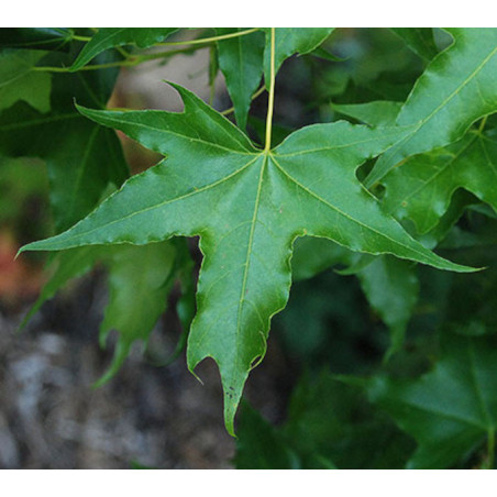 Acer truncatum