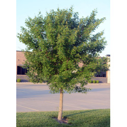 KLON ŚCIĘTOLISTNY Acer truncatum