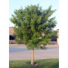 Acer truncatum