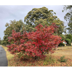 Acer serrulatum