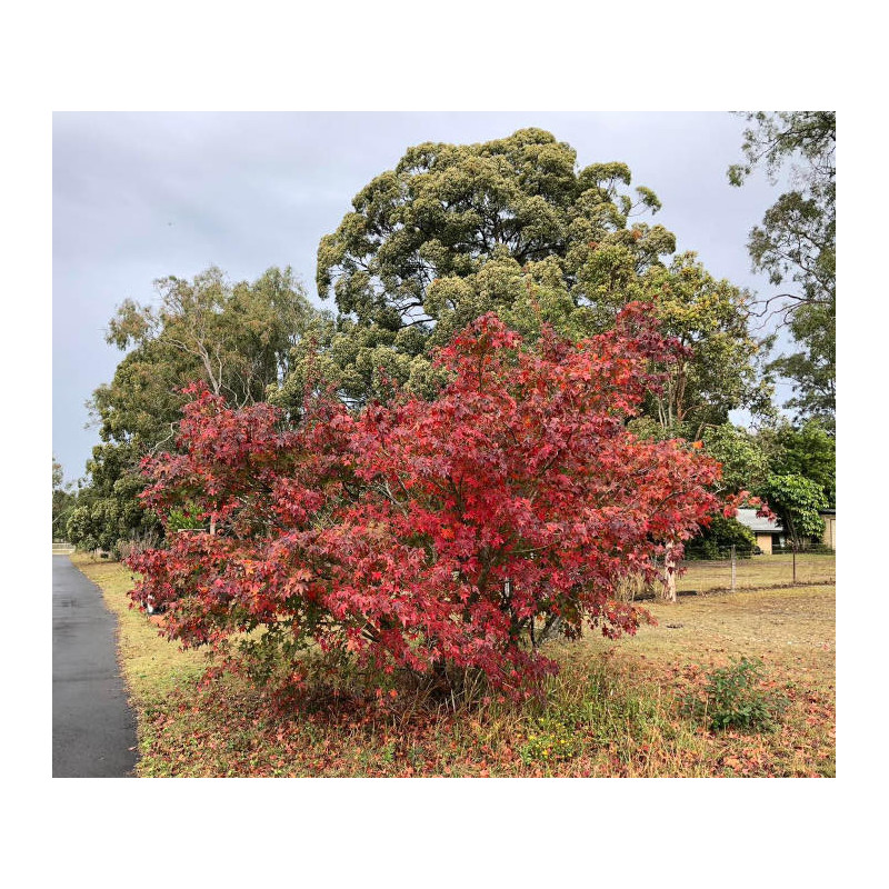 Acer serrulatum