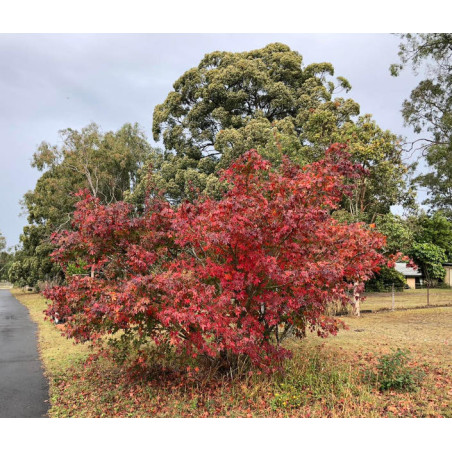 Acer serrulatum