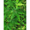 KLON ZĘBOWATY Acer serrulatum