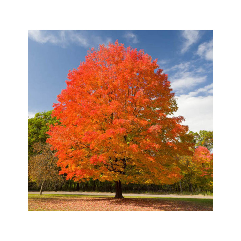 Acer saccharum Marsh.