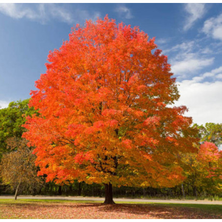 Acer saccharum Marsh.