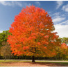 Acer saccharum Marsh.