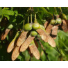 Acer saccharum Marsh.
