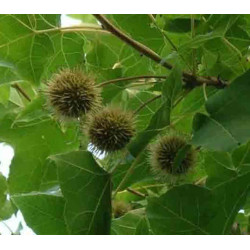 Liquidambar formosana