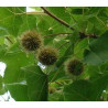 AMBROWIEC TAJWAŃSKI Liquidambar formosana