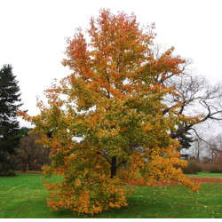 AMBROWIEC TAJWAŃSKI Liquidambar formosana
