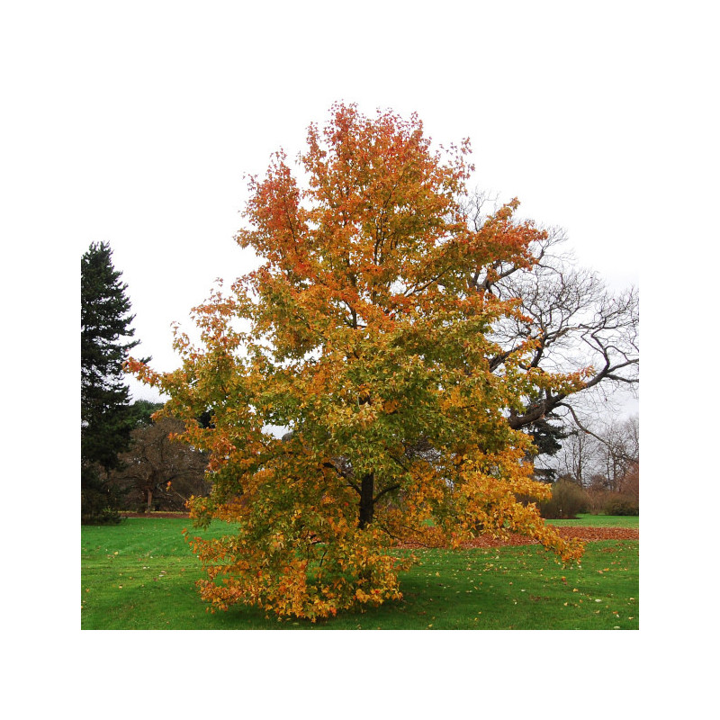 AMBROWIEC TAJWAŃSKI Liquidambar formosana