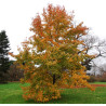 AMBROWIEC TAJWAŃSKI Liquidambar formosana