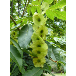 CYKLOKARIA OKRĄGŁOOWOCKOWA Cyclocarya paliurus