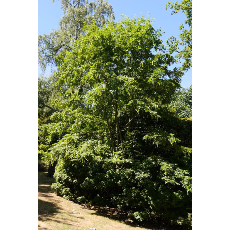 CYKLOKARIA OKRĄGŁOOWOCKOWA Cyclocarya paliurus