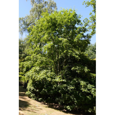 CYKLOKARIA OKRĄGŁOOWOCKOWA Cyclocarya paliurus