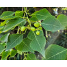 Triadica sebifera