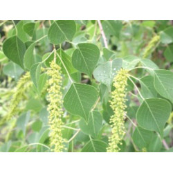 Triadica sebifera