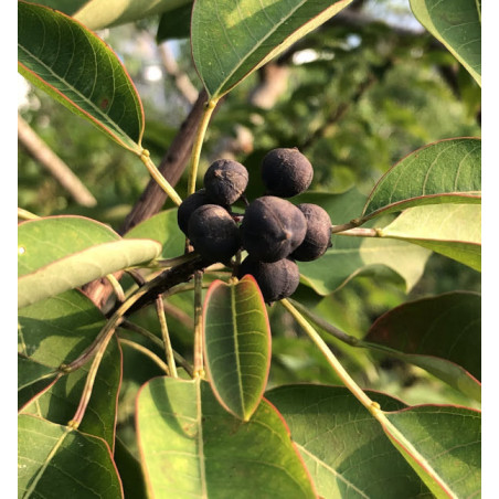 TRIADICA COCHINCHINENSIS   Triadica cochinchinensis