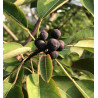 Triadica cochinchinensis