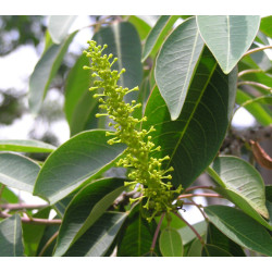 TRIADICA COCHINCHINENSIS   Triadica cochinchinensis